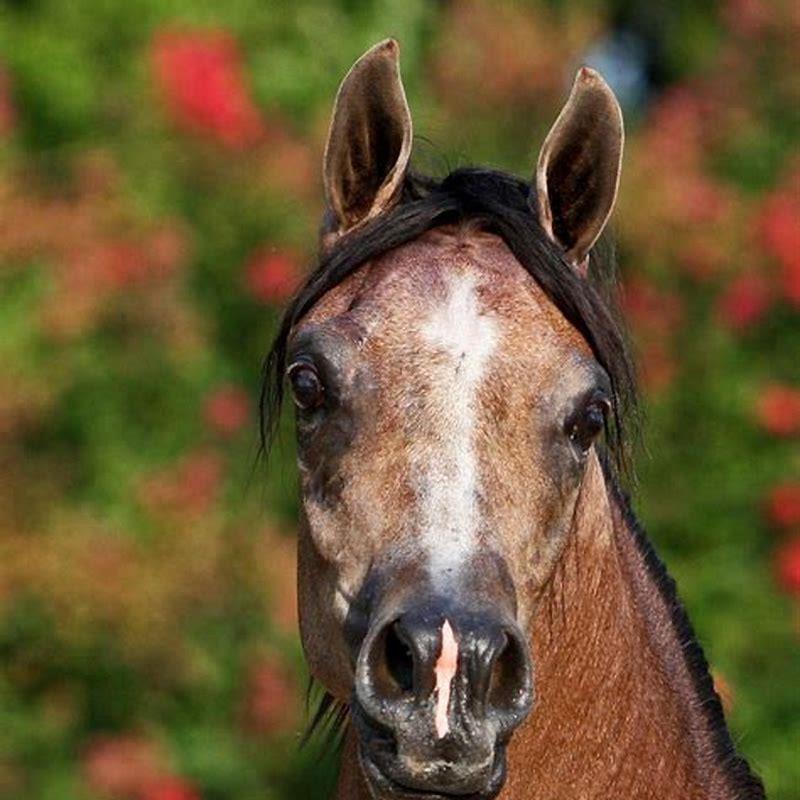 Are Arabian horses ponies?