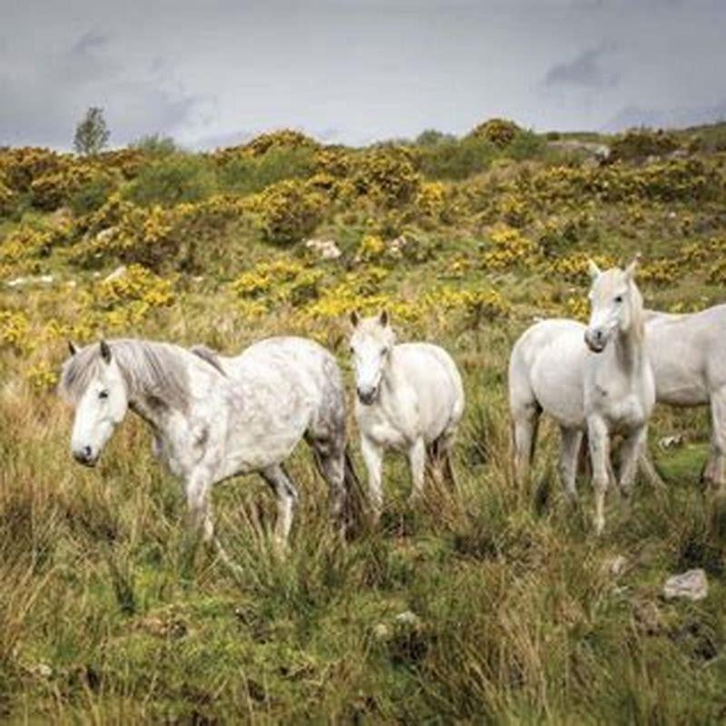 Are Connemara ponies rare?