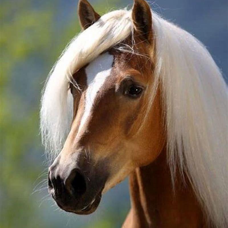 Are Haflingers a rare breed?