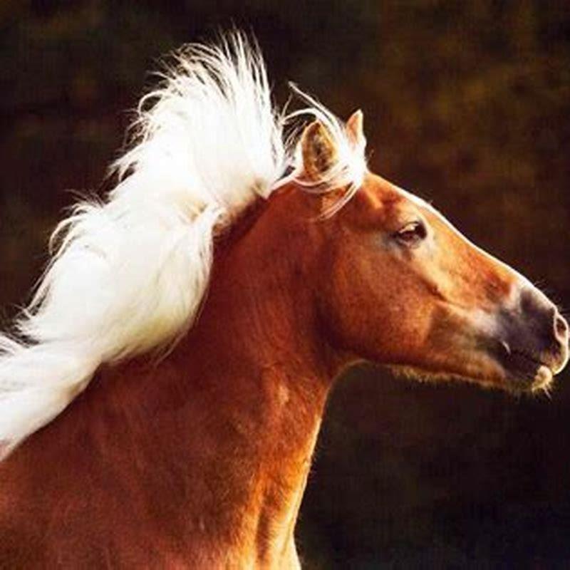 Are Haflingers considered ponies?