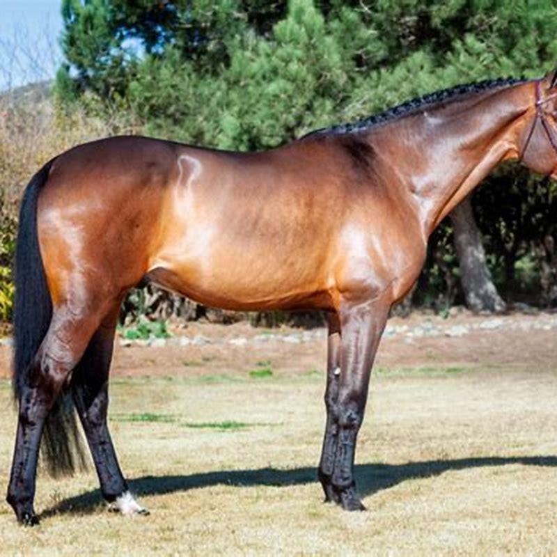Are Holsteiner horses good for beginners?