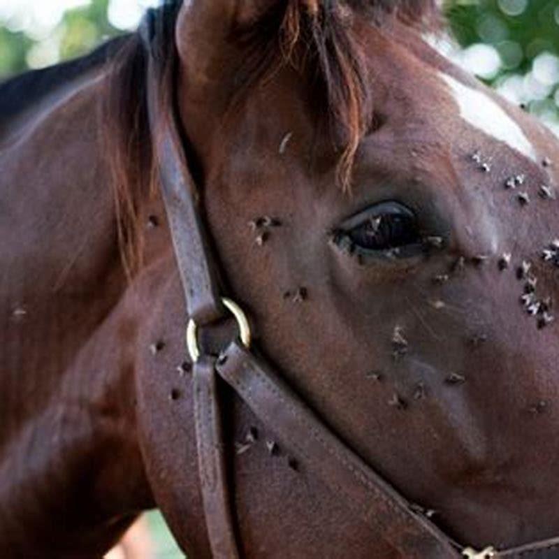 Are horse flies around all summer?