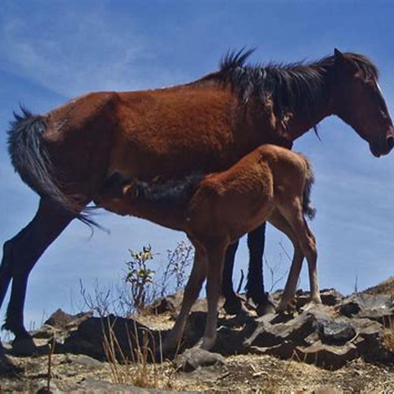 are-horses-native-to-ethiopia-diy-seattle