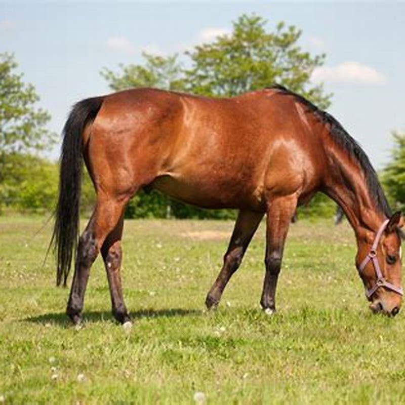 are-horses-really-that-healthy-diy-seattle