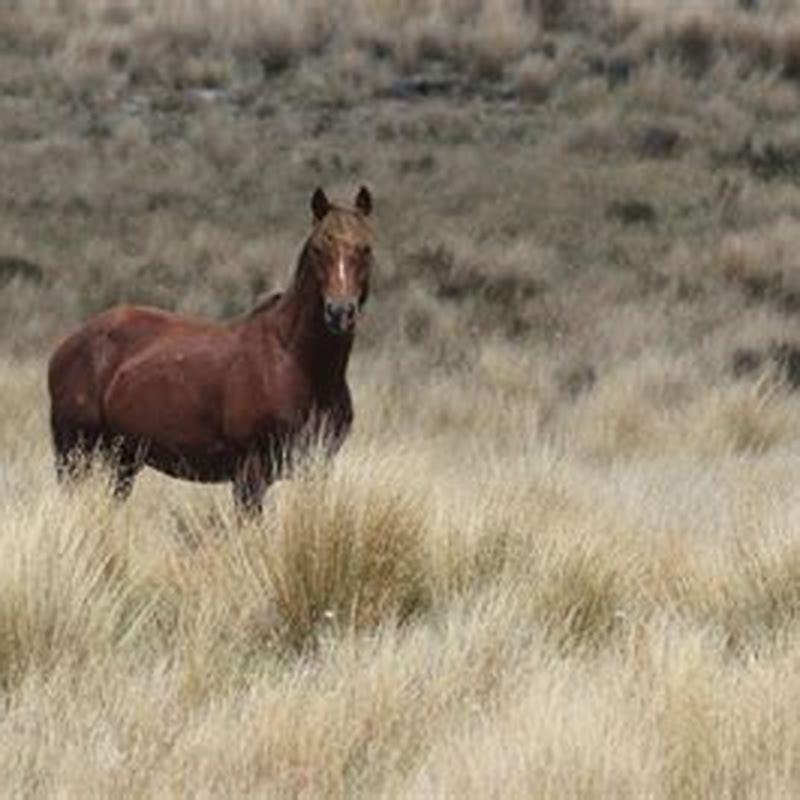 Are Kaimanawa horses pests?