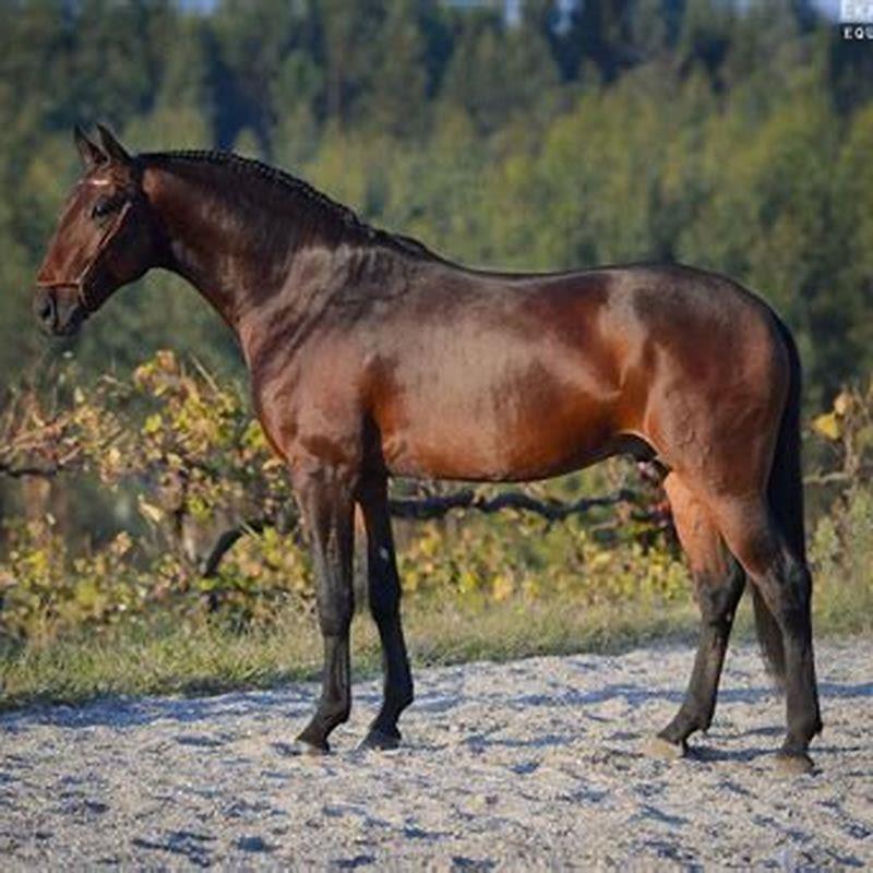 Are Lusitanos good horses?