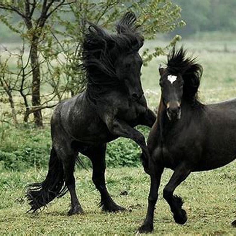 Are North Swedish horses fast?