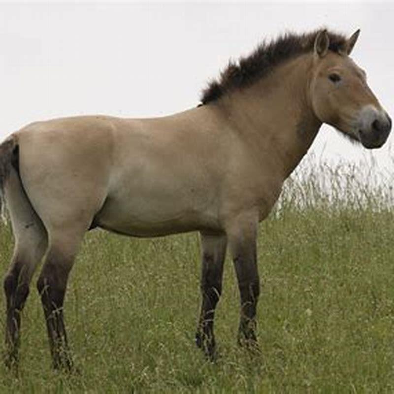 Are Przewalskis horse extinct?