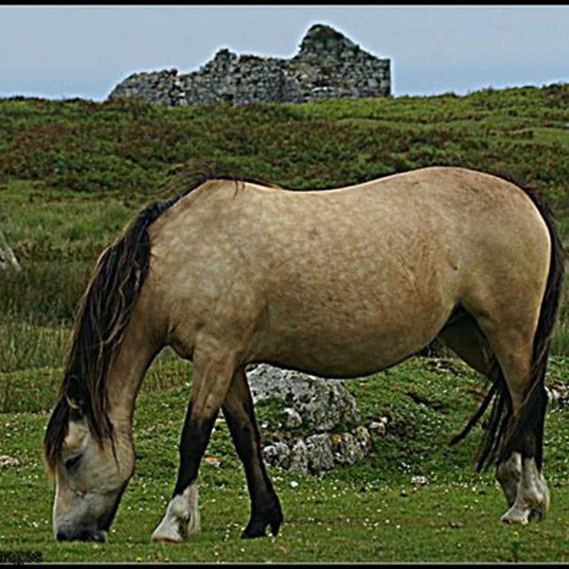 Are there ponies on Lundy Island?