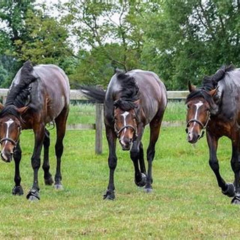 can-a-cold-backed-horse-be-cured-diy-seattle