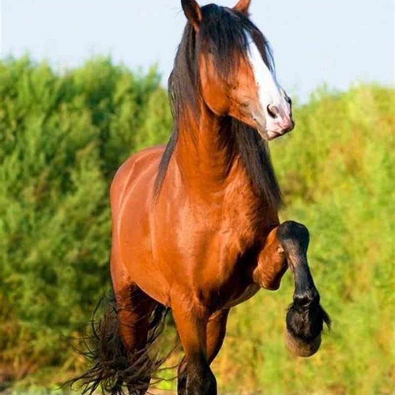 Can Caballo be feminine?