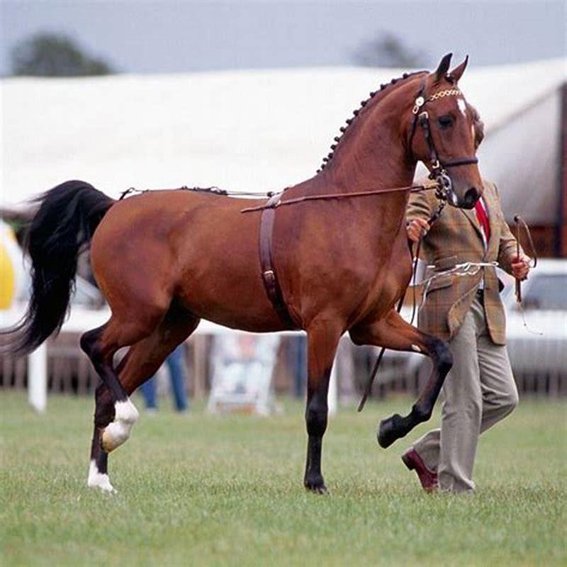Can Hackney horses be ridden?