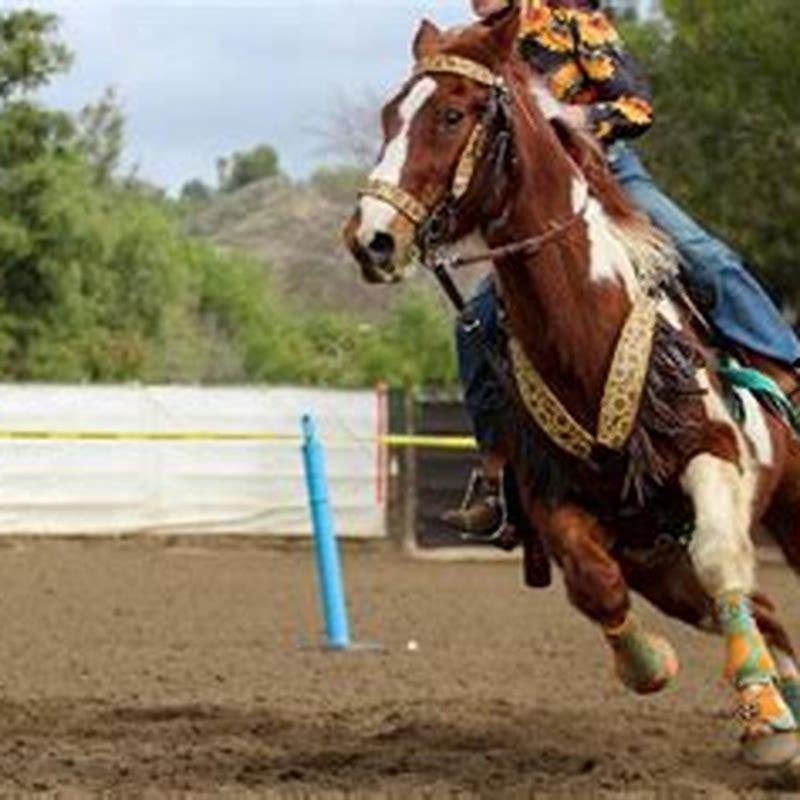 Can I show a grade horse?