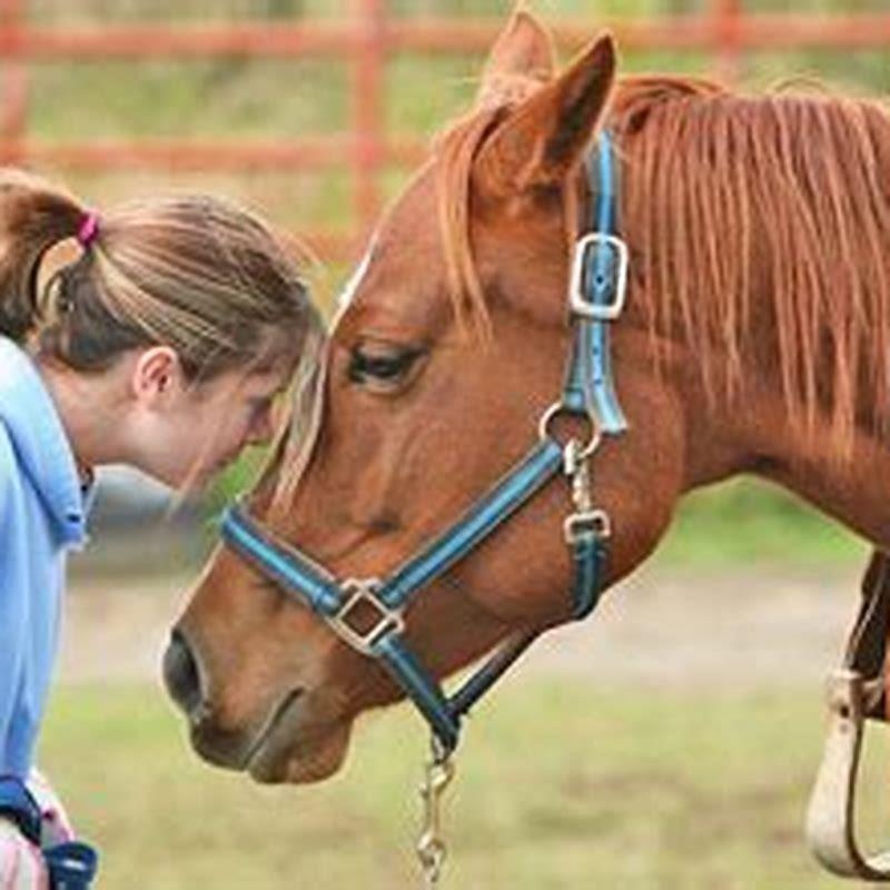 Can my horse be a therapy horse?