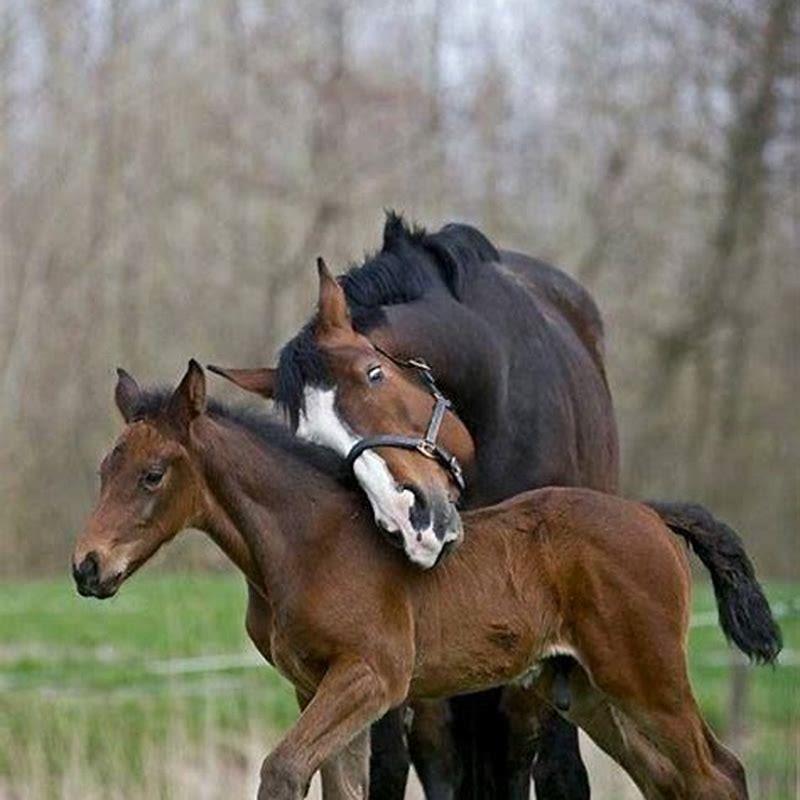 Can you breed mother and son horses?