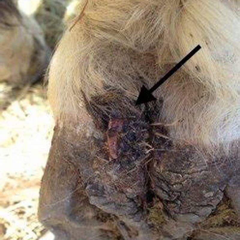Can you turn a horse out with an abscess?