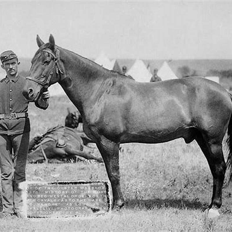 did-custer-shoot-his-own-horse-diy-seattle