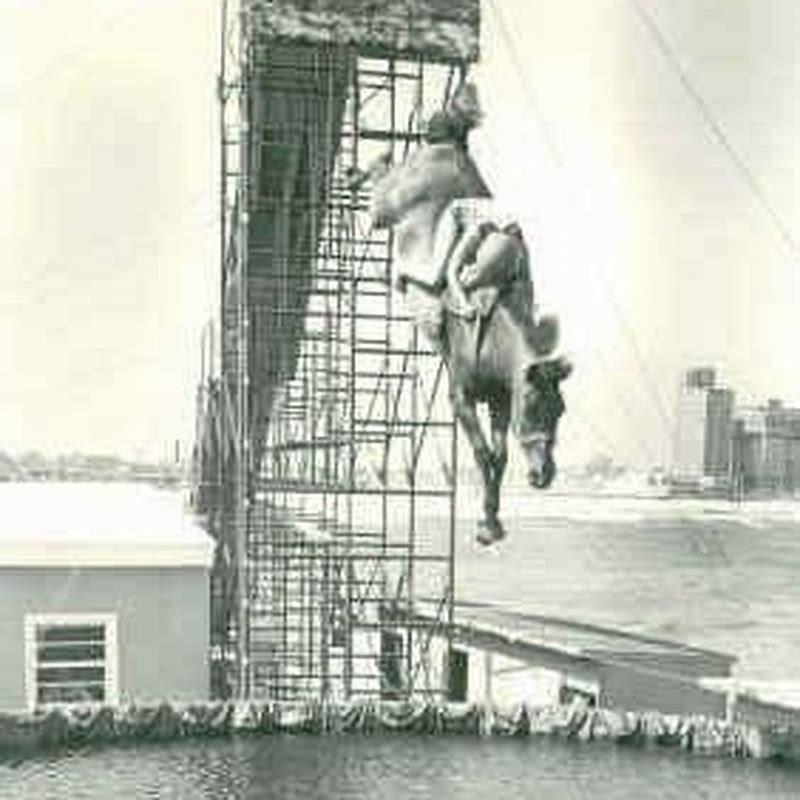 Did horse diving hurt horses?