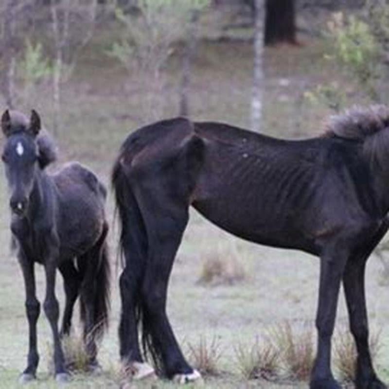 Do brumbies make good horses?