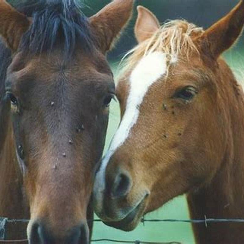 do-horse-flies-make-horses-buck-diy-seattle