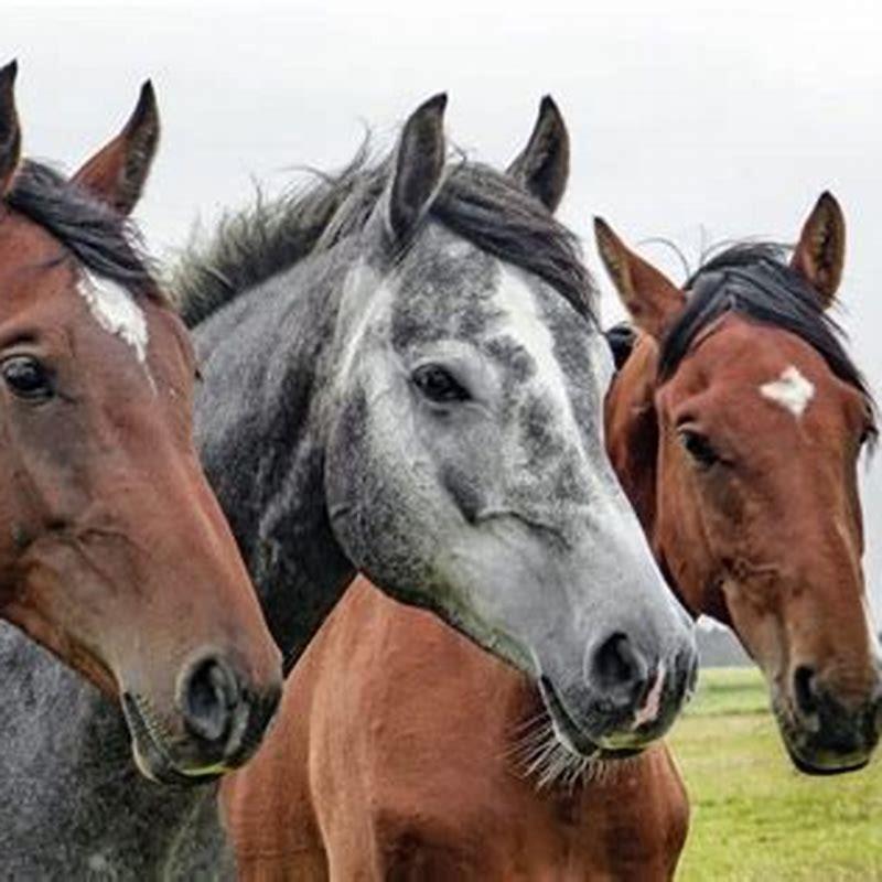 Do horses run out of stamina?