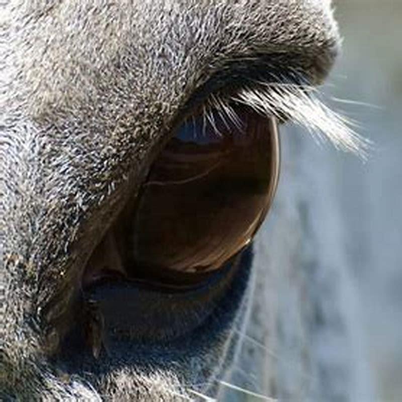Do horses see in front of them?