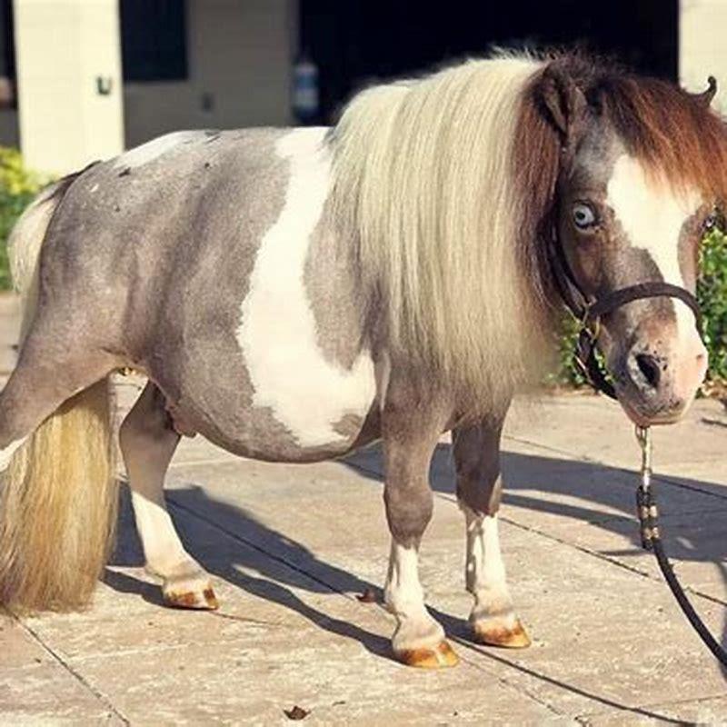 Do miniature horses have health problems?