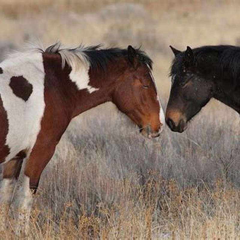 Do Waler horses still exist?