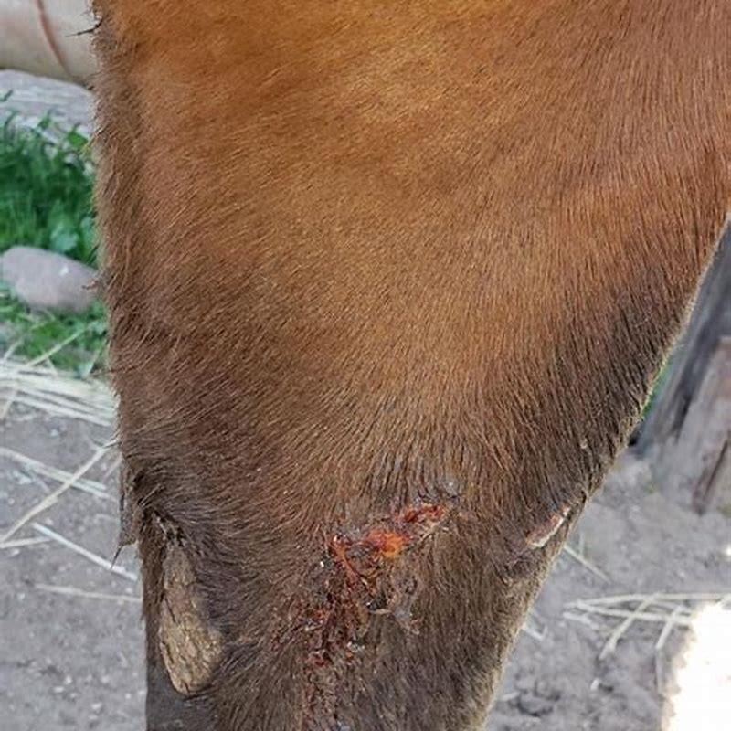 Does a horse die if it breaks its leg?