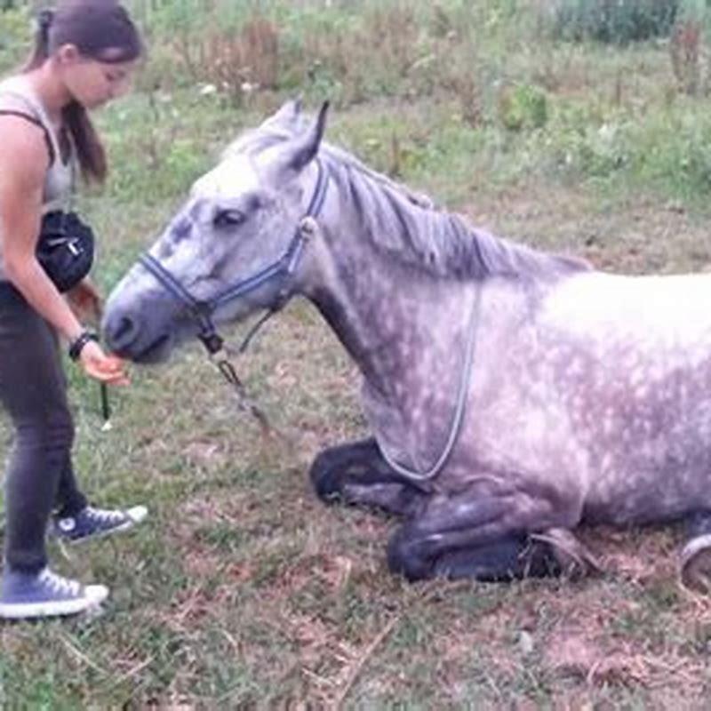 Does a horse ever lay down?