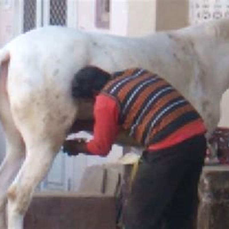 Does horse milk make you drunk?
