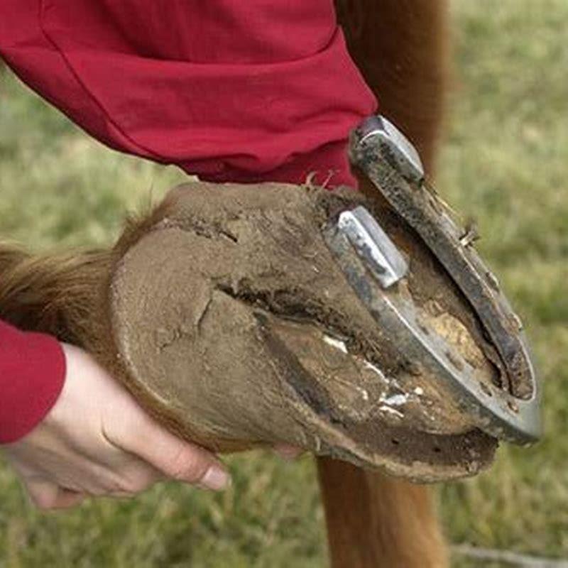 Does removing a horseshoe hurt the horse? DIY Seattle