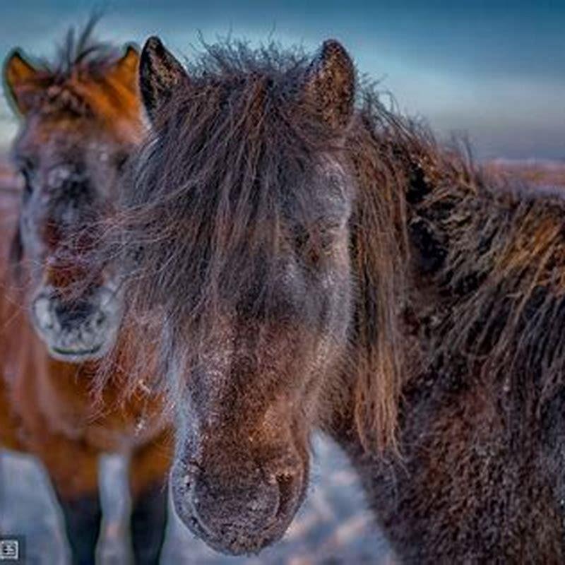 How big is a Yakut horse?