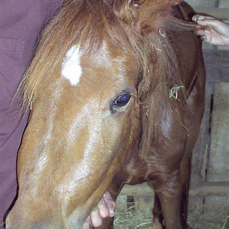 How big is an equine brain?
