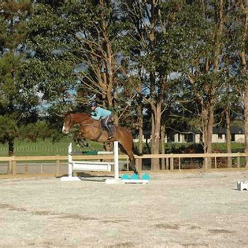 How big is an Olympic size horse arena?