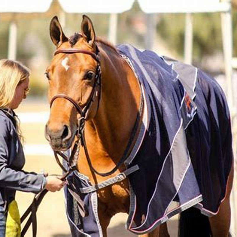 How can I be a good horse groom?