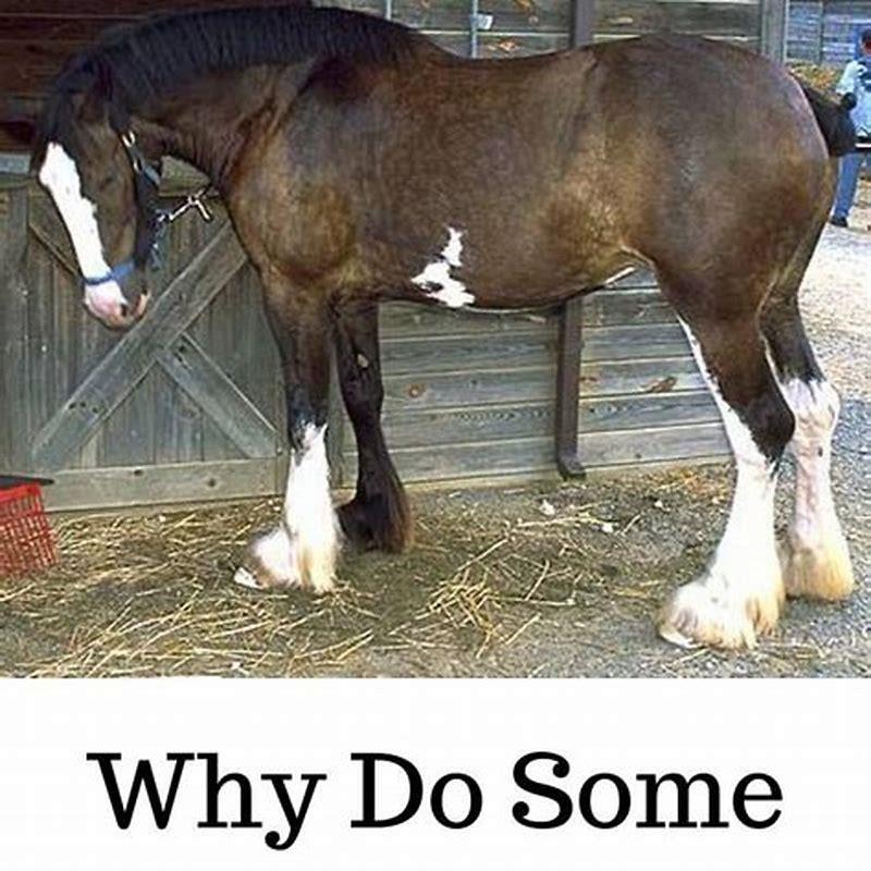 How can I thicken my horses tail?