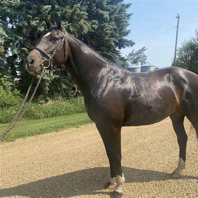 How can you tell a warmblood?
