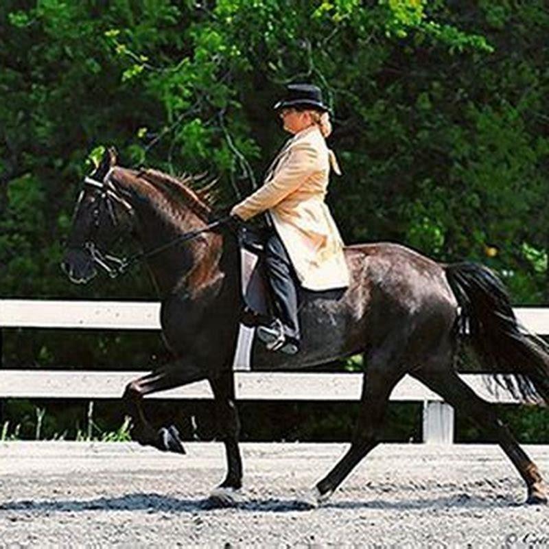 Is A Gaited Horse Better