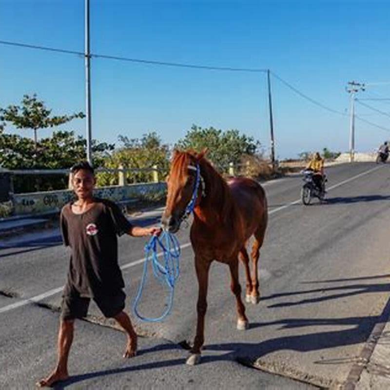 How did horses get to Sumba?