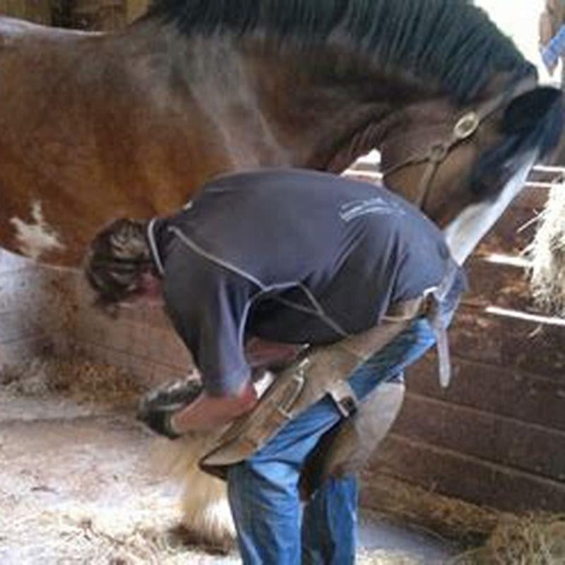How do I get my horse to behave in a farrier?