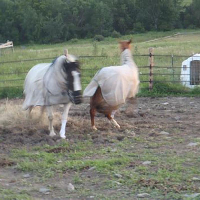 How do I keep flies from biting my horses legs?