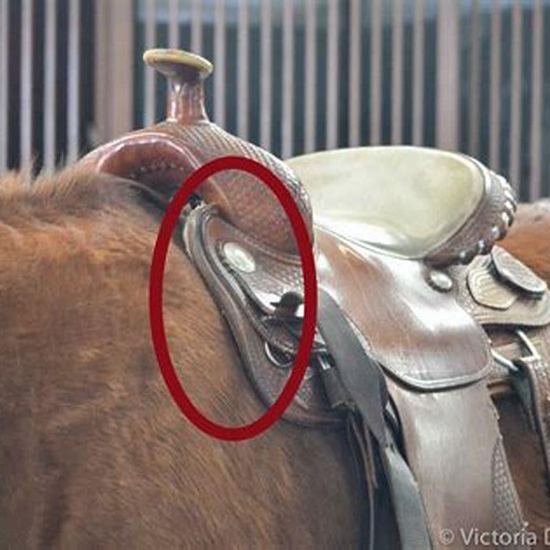 How do I know if my bridle fits?