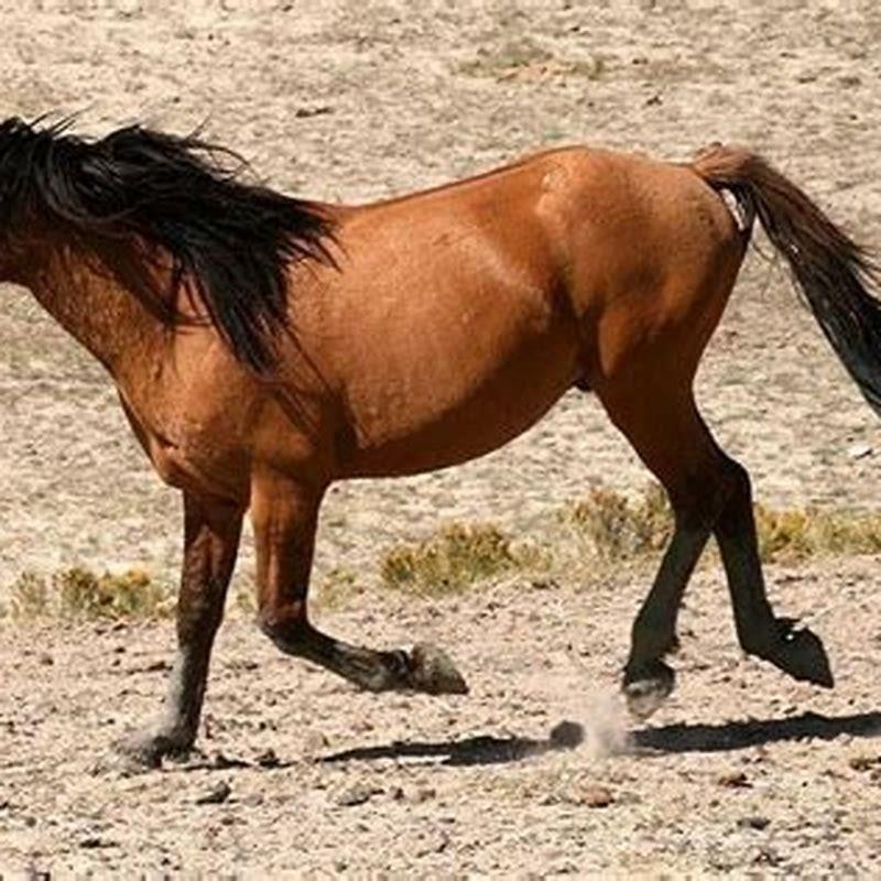 How do I know if my horse is a mustang?
