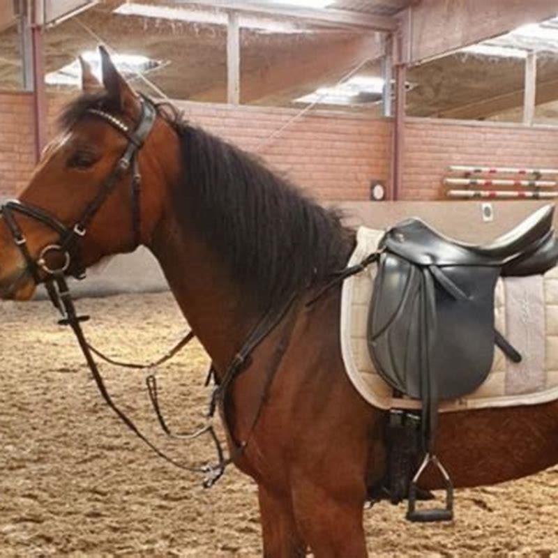 How do I register my German riding pony?