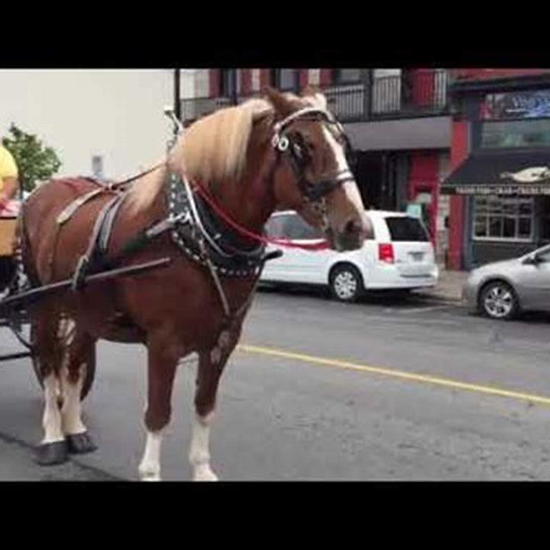 How do you get a horse to pull a cart?