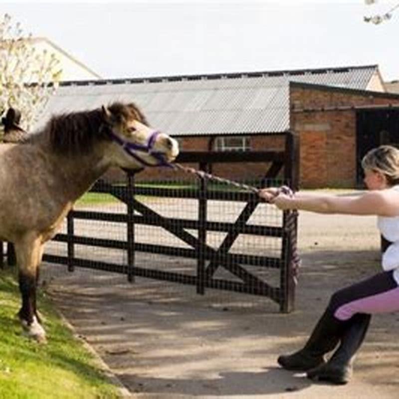 Albums 90+ Pictures how to get a stubborn horse to move Superb