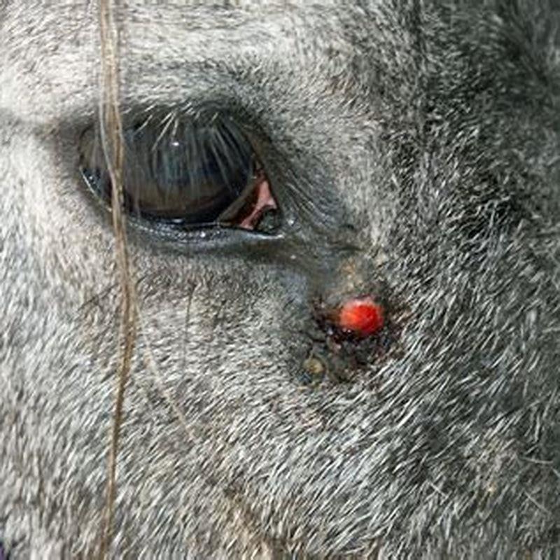 How do you get rid of a horse sarcoid?