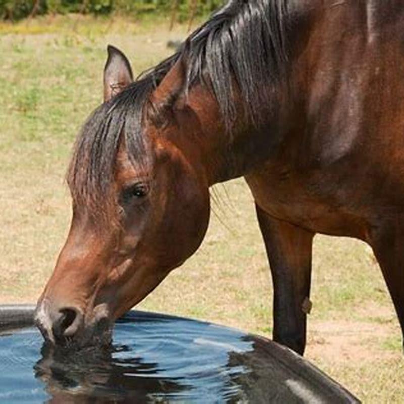 How do you get rid of algae in a horse water trough? - DIY Seattle