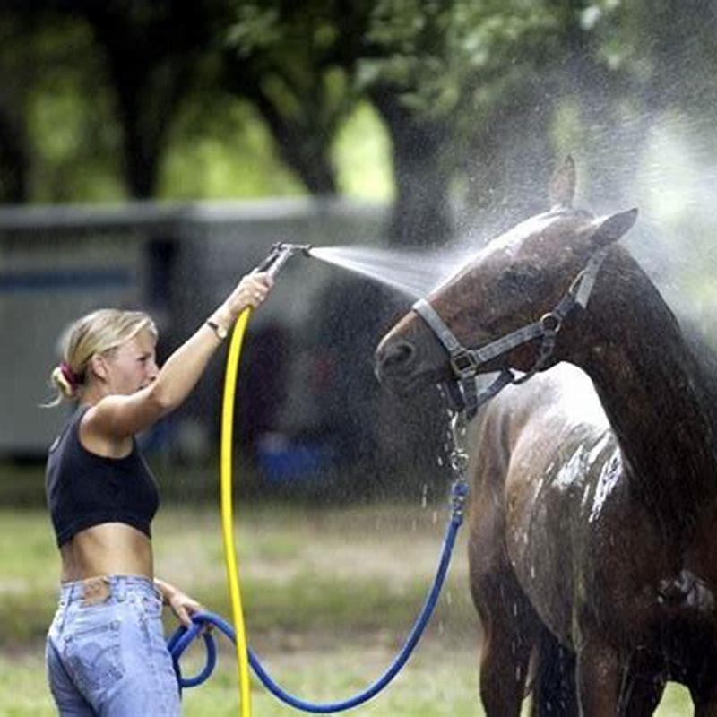 How do you give a horse a bath for the first time?